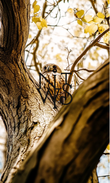 "The Alchemist's Daughter: Eine Fabel in Gold und Schatten" – Digitaler Kunstdruck