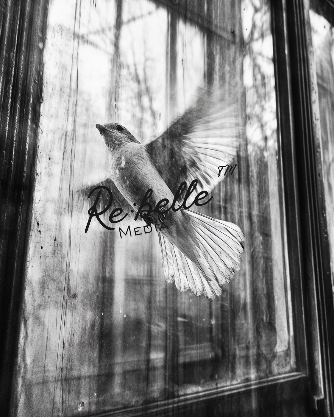 "Urban Requiem: A Study in Flight and Rain"