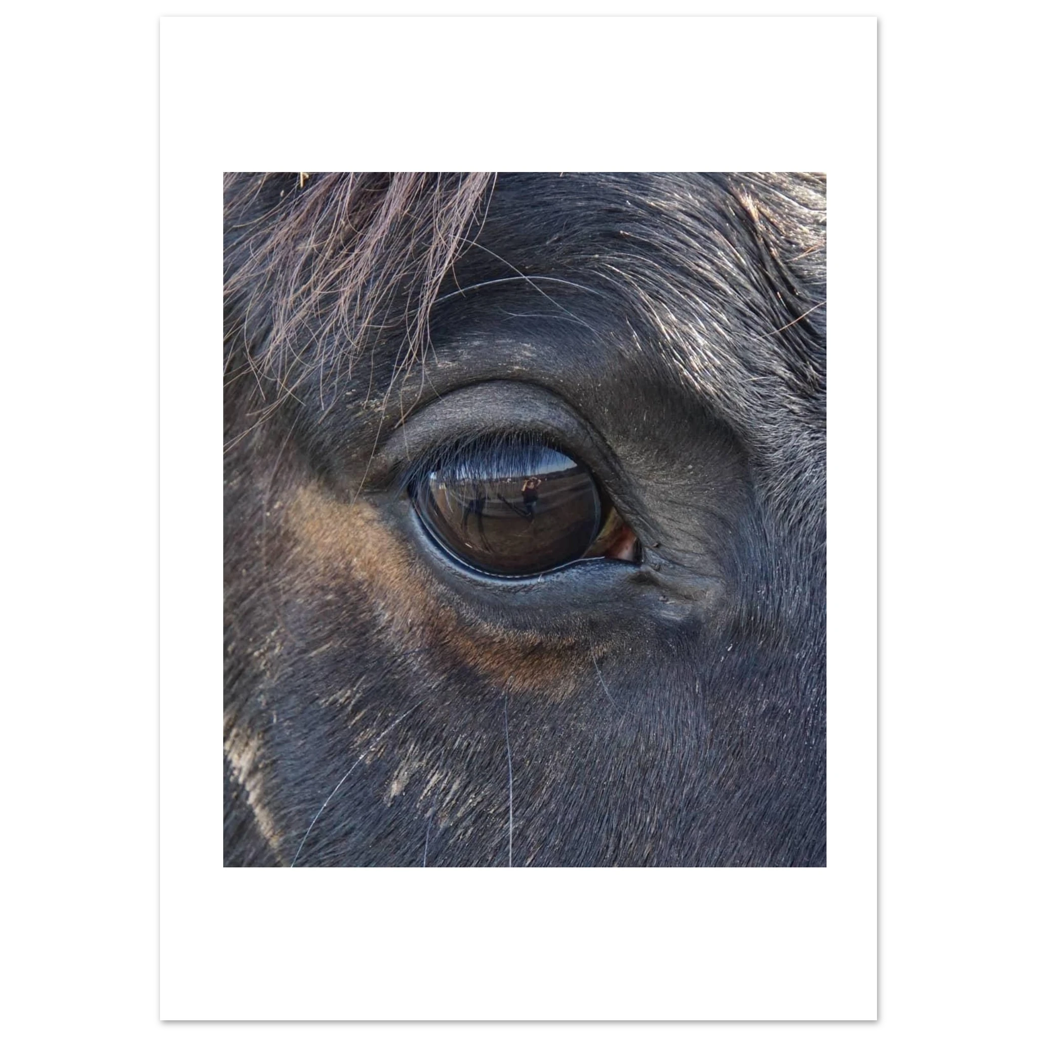 „Im Auge der Seele – Spiegel mit Fell“