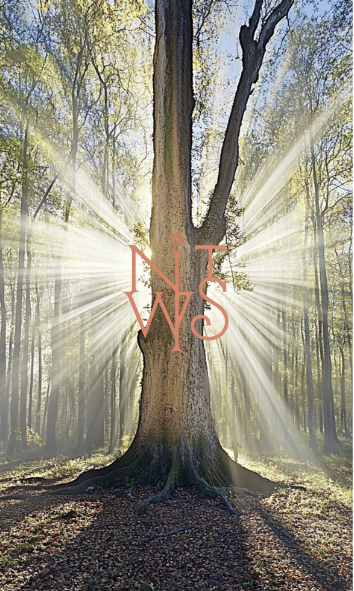 "Sacred Groves: Ein Flüstern der alten Welt" – Digitaler Kunstdruck